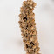 Common Mullein