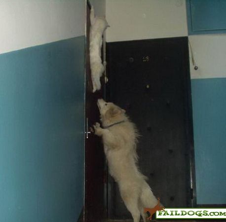 [faildogs-dunrun[7].jpg]