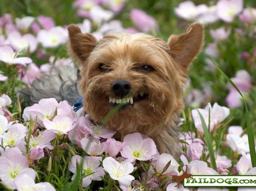 [faildogs-purtysmile[3].jpg]