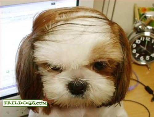 Dog With Combover