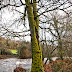 Le Scorff en hiver, forêt de Pont-Calleck.