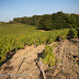 Vieilles Vignes, La Louvèterie. Domaines Landron.