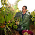 Vendanges des vieilles vignes du Semper Excelsior. Luneau-Papin.