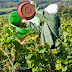 Vendanges des vieilles vignes du Semper Excelsior. Luneau-Papin.