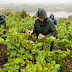 Vendanges sous la pluie. Domaine des Génaudières.