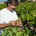 Joe Landron, vigneron.