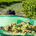 Le porteur. Domaines Landron.