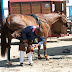 Hippodrome du Kernic, Plouescat, jeudi 5 Aout 2010.