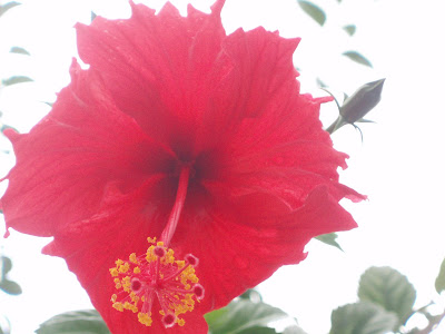 Hibiscus-The national flower of Malaysia
