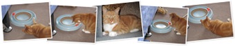 View Tigger in the Playroom
