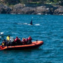 Killer Whale