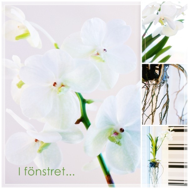[Orkide kollage[3].jpg]