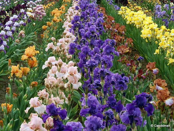 Iris Farm.jpg