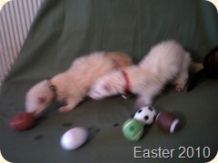 Easter ferrets in motion