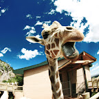 Giraffe-Final.jpg