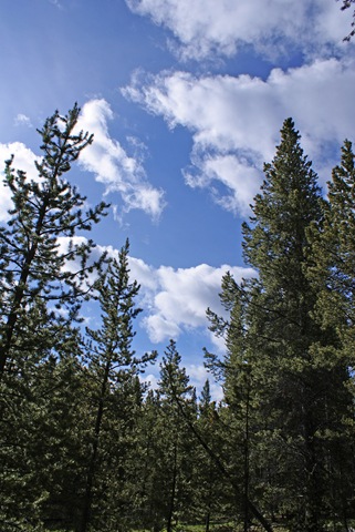 [Forest Sky[2].jpg]