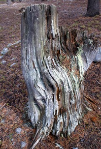 Silvery_edited-1