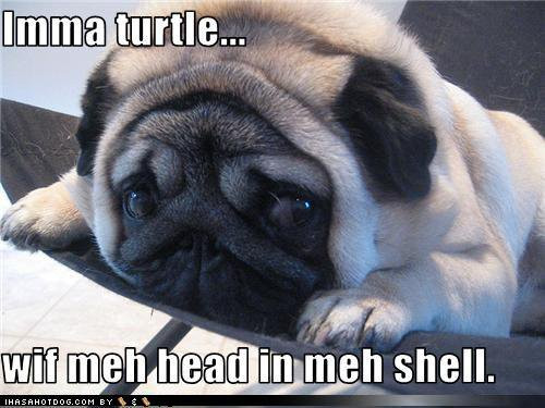 Turtle Pug