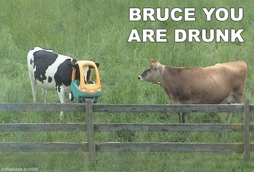 Bruce You Are Drunk Cow