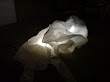 elefant2.jpg