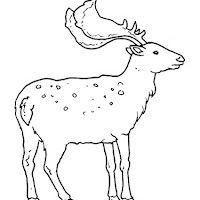 Mamíferos (90).jpg
