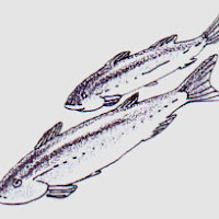 Peces (101).jpg