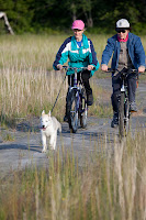 Training siberians in Palmer, Alaska,MR
