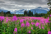 fireweed, glacier, Juneau, Mendenhall Glacier