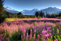 fireweed, glacier, Juneau, Mendenhall Glacier