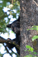 Black bear in wild, near Juneau, Alaska