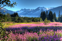 fireweed, glacier, Juneau, Mendenhall Glacier