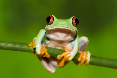 links for 2010 2011 6662tree frog 1 links for 2010 2011