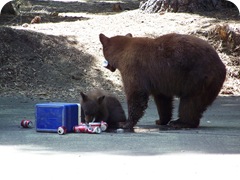 Mama bear and Cub