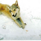 coyote4.jpg