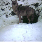 coyote5.jpg