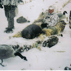 geese5.jpg