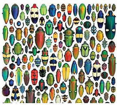 [Christopher Marley Insect Art[3].png]