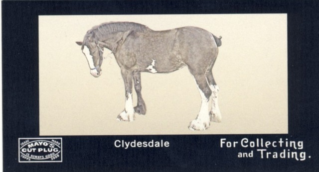 [Mayo Mini Clydesdale[2].jpg]