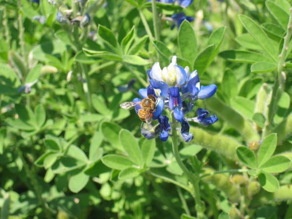 [Bluebonnet with Bee[5].jpg]