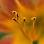 Daylily