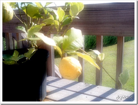 web-lemon