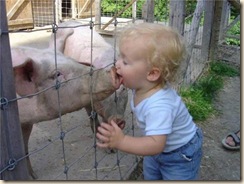 swine-flu