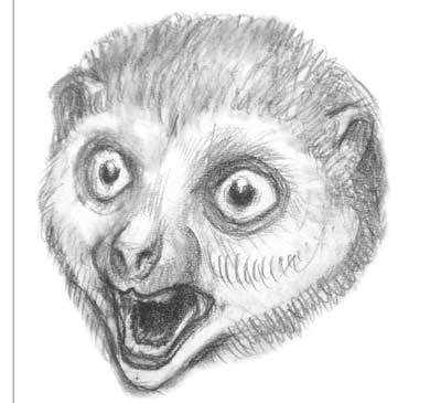 darwinius_small.jpg