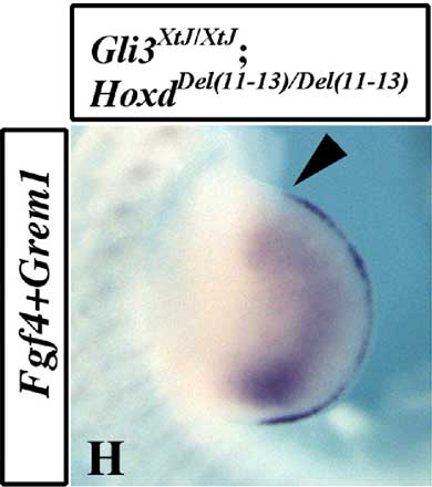 H.jpg