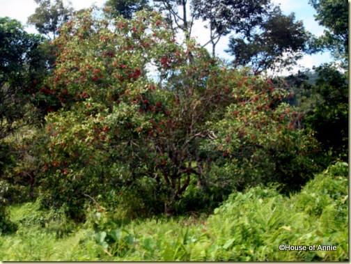 rambutan tree