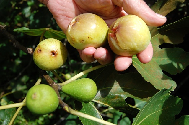 [brown turkey figs[3].jpg]