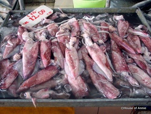 animal dissection videos squid