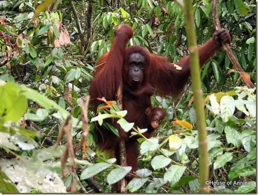 Semenggoh mother and infant orangutan