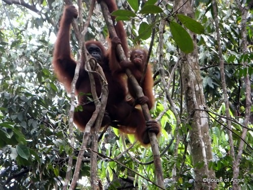 [Semenggoh mother and infant orangutan 2[2].jpg]
