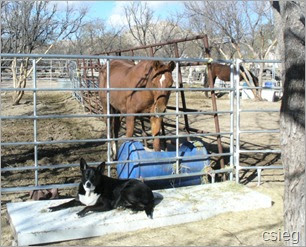 Ranch Dog Rescue Azle Tx Ranch Dog Rescue Azle Tx